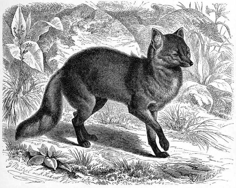 Maikong