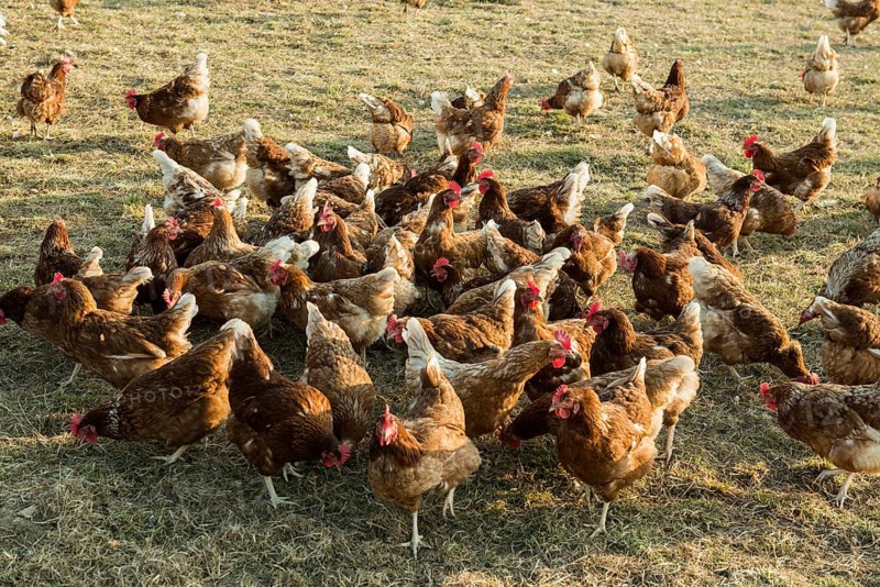 Free-range chickens