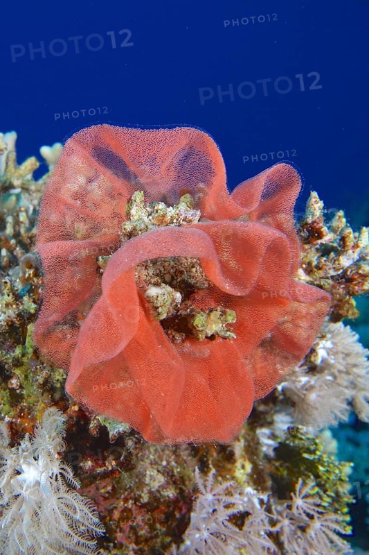 Spawn of Spanish Dancer