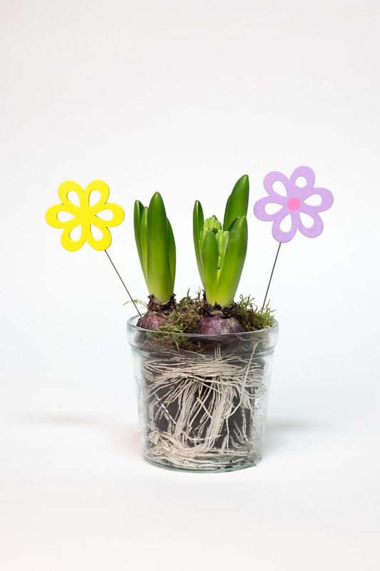Garden hyacinth