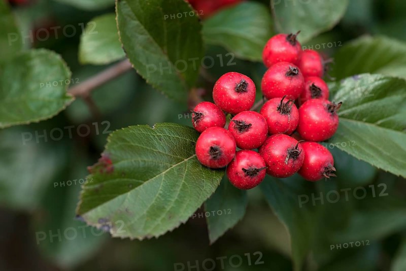 Fruits of the leather-leaved hawthorn or apple thorn