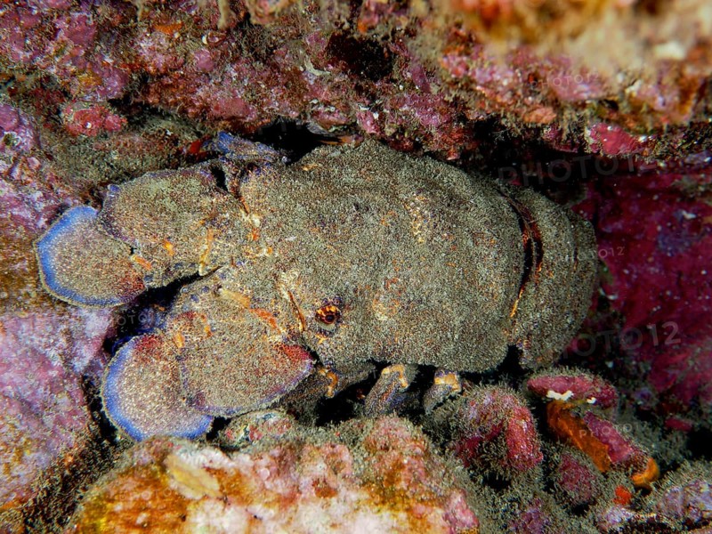 Mediterranean slipper lobster