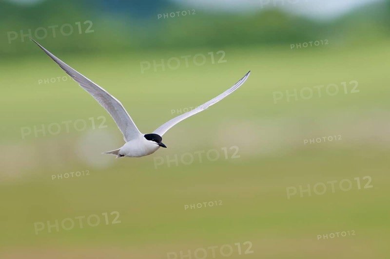 Gull-billed tern