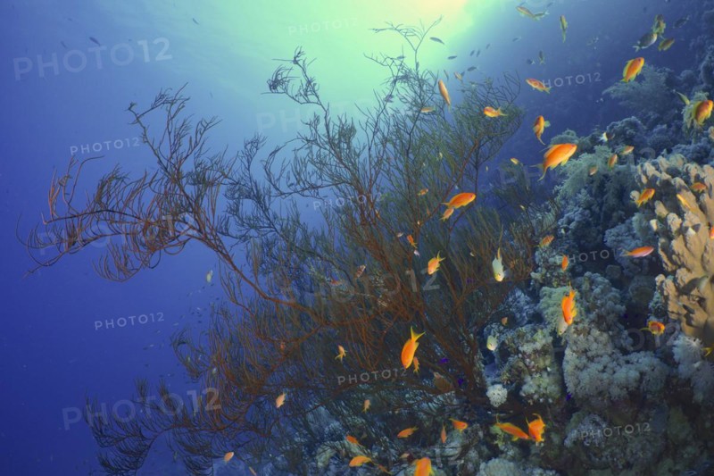 Black bushy black coral