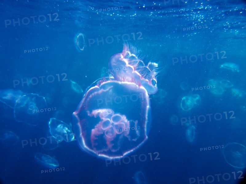 Common jellyfish