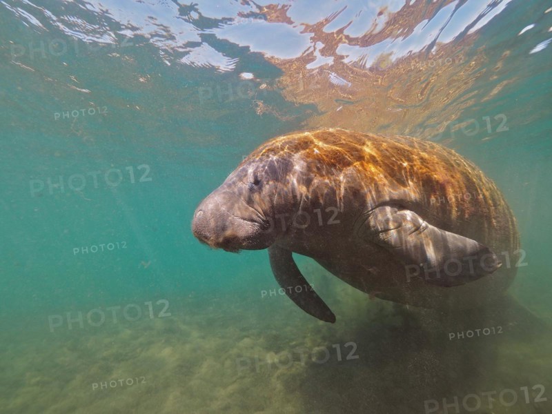 West indian manatee