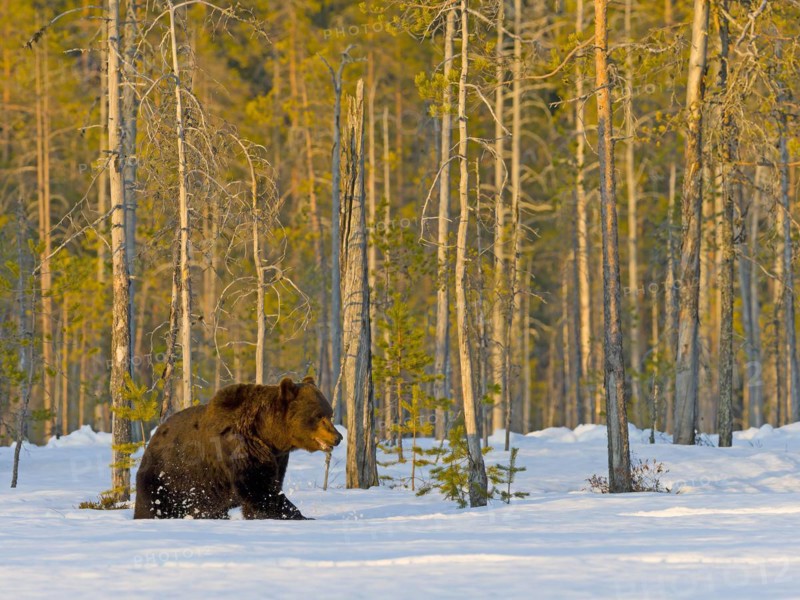 European brown bear