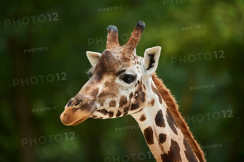 Reticulated giraffe