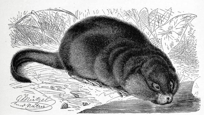 Muskrat