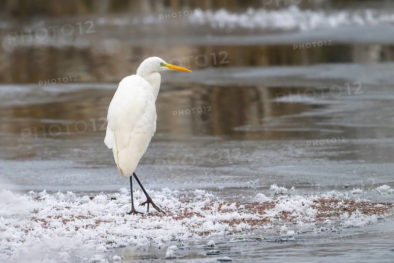 Great egret