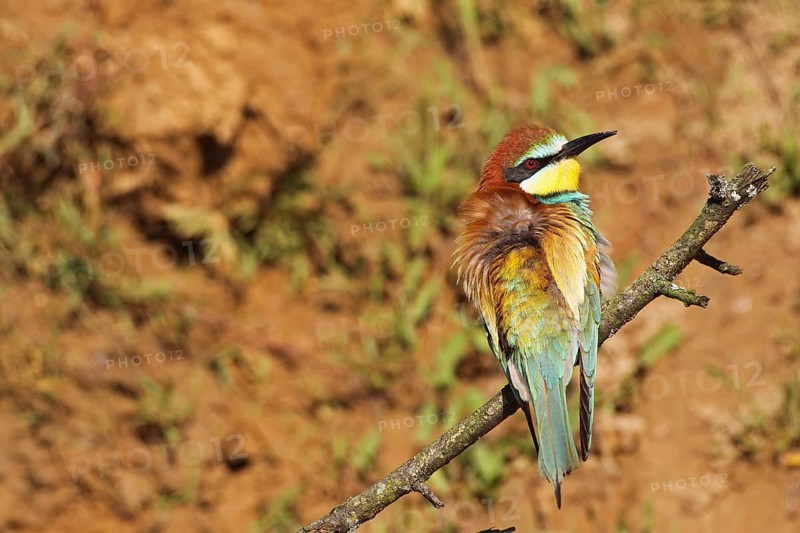 European bee-eater