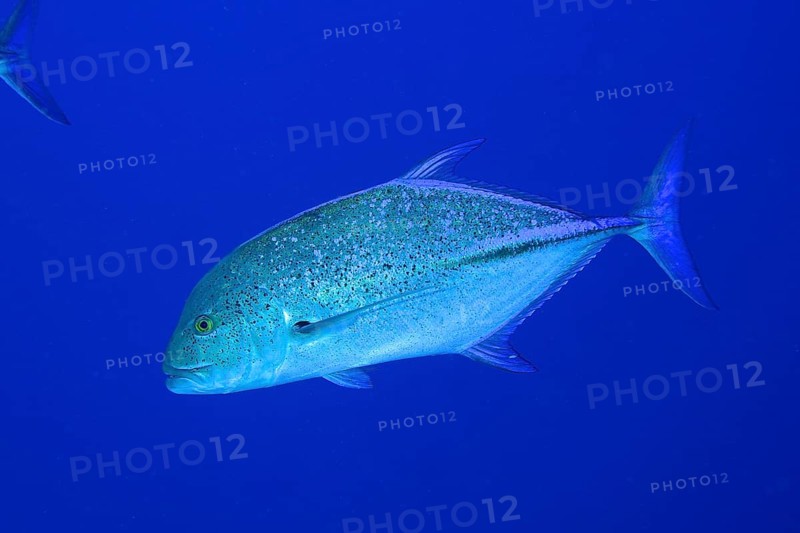 Bluefin trevally