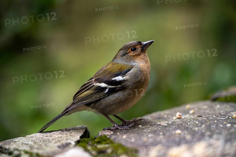 Madeira madeiran chaffinch