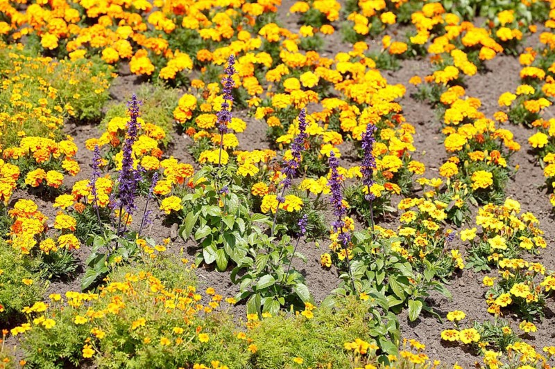 Common lavender