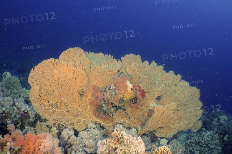 Giant sea fan