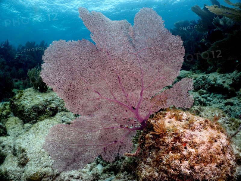 Common sea fan