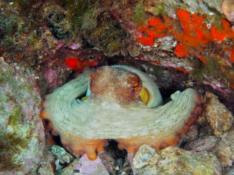 Common octopus