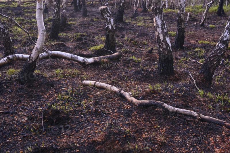 Moor fire