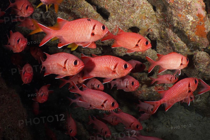 Group of white fringed soldierfish