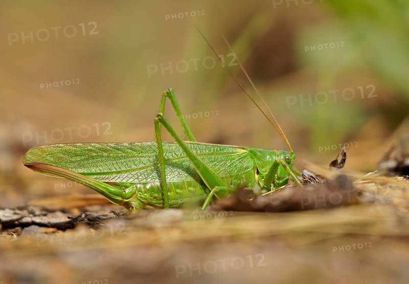 Great green bush cricket