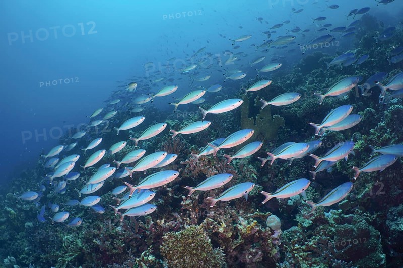 A large school of Red Sea Fusilier Fish Suez Fusilier