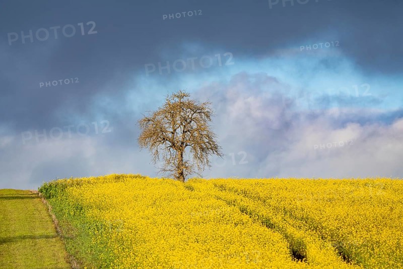Rape field with tree in winter