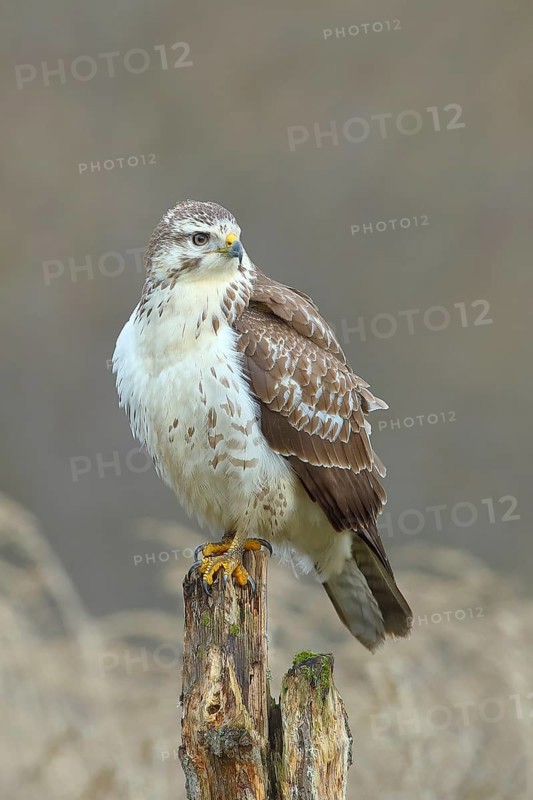 Common steppe buzzard