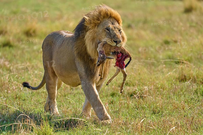 African lion