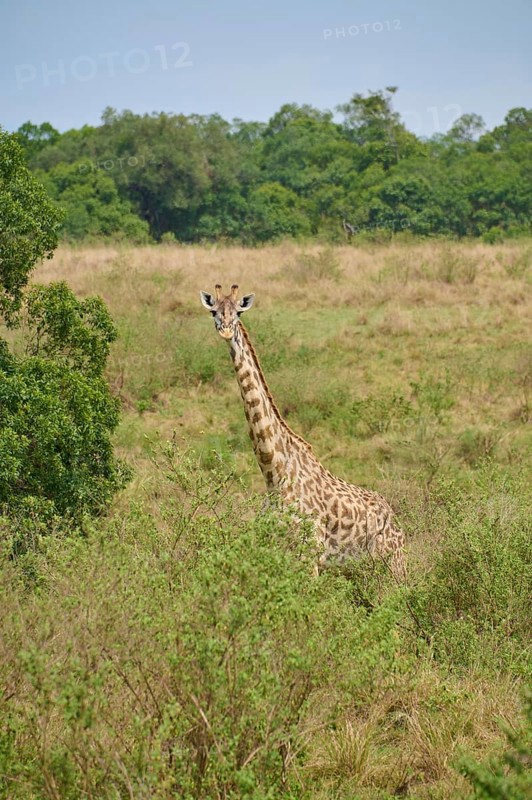 Masai giraffe