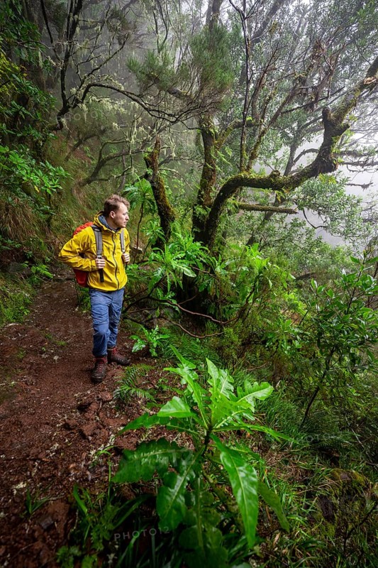Hiker in dense forest