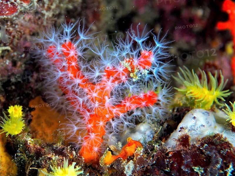 Red coral