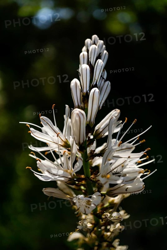 Beautiful wildflower known as Silverrod