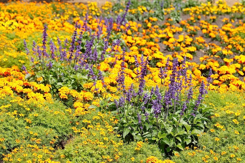Common lavender