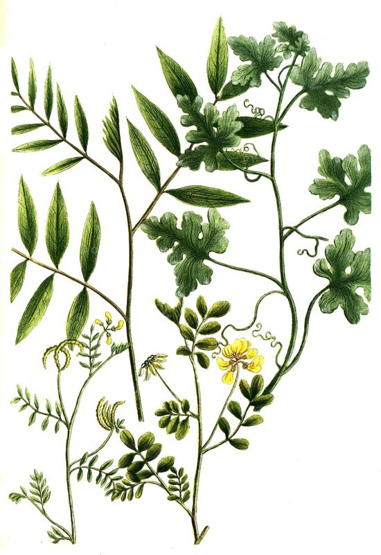 Botany