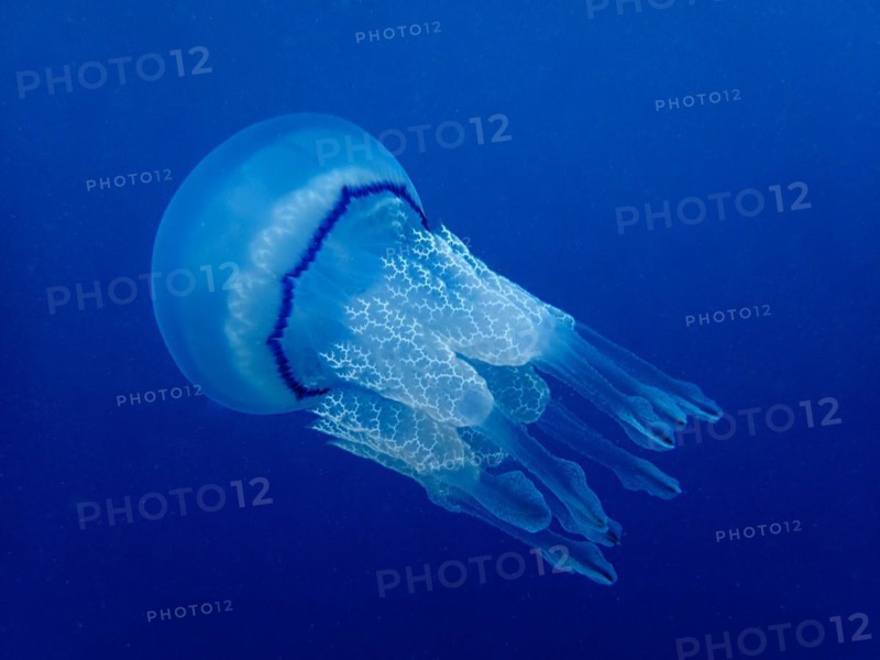 Barrel jellyfish
