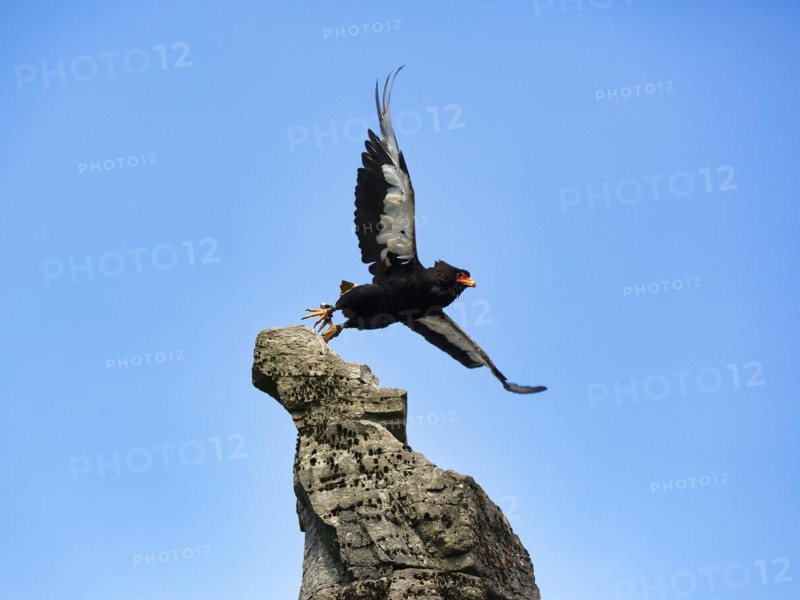 Bateleur