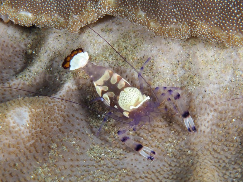 Peacock-eyed anemone shrimp