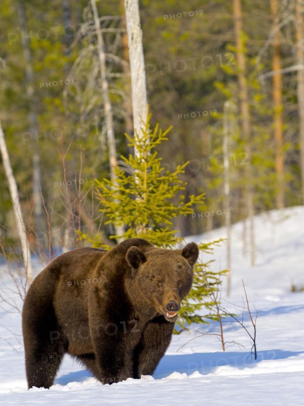 European brown bear