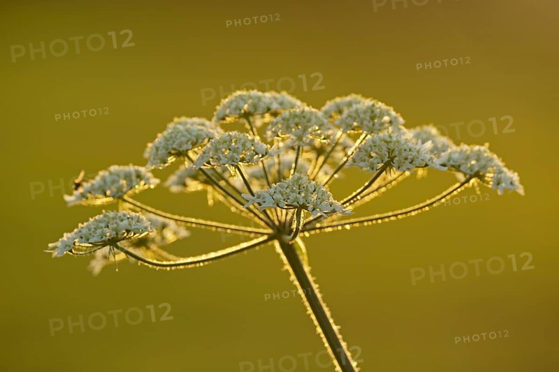 Meadow hogweed