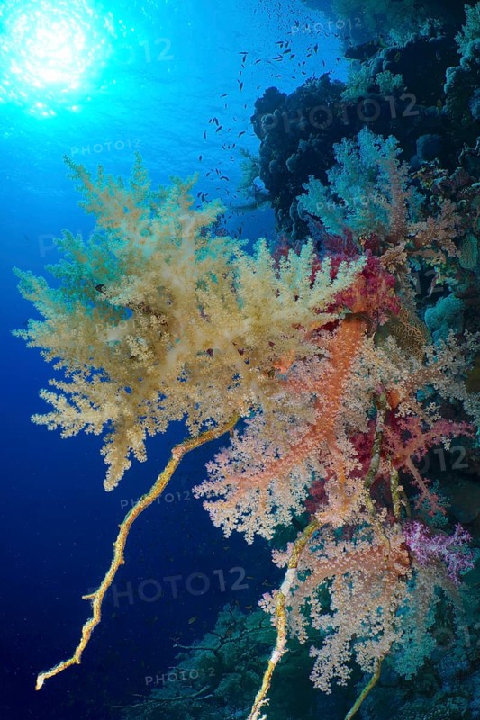 Broccoli tree