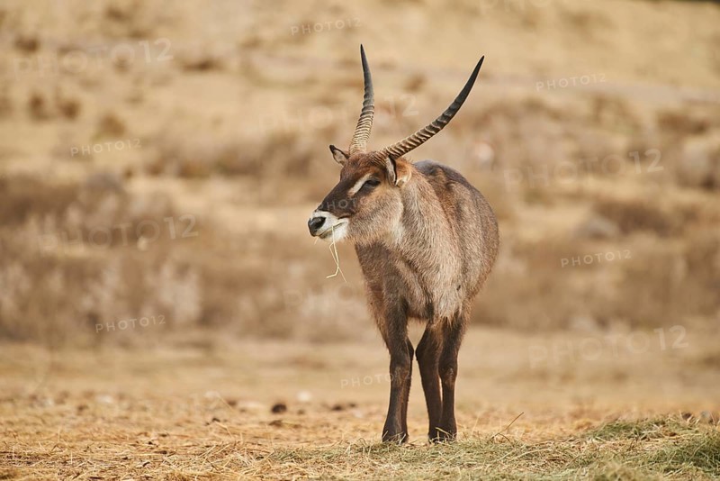 Waterbuck