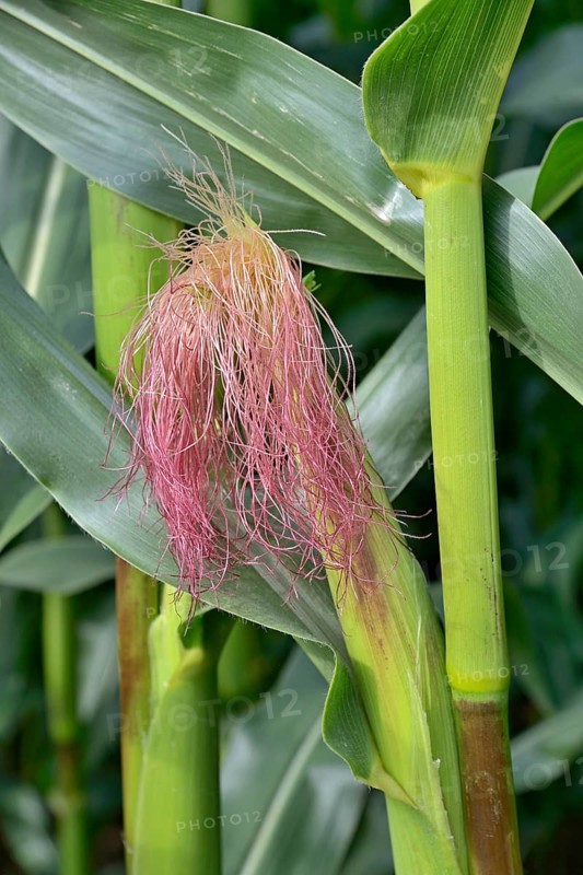 Corn