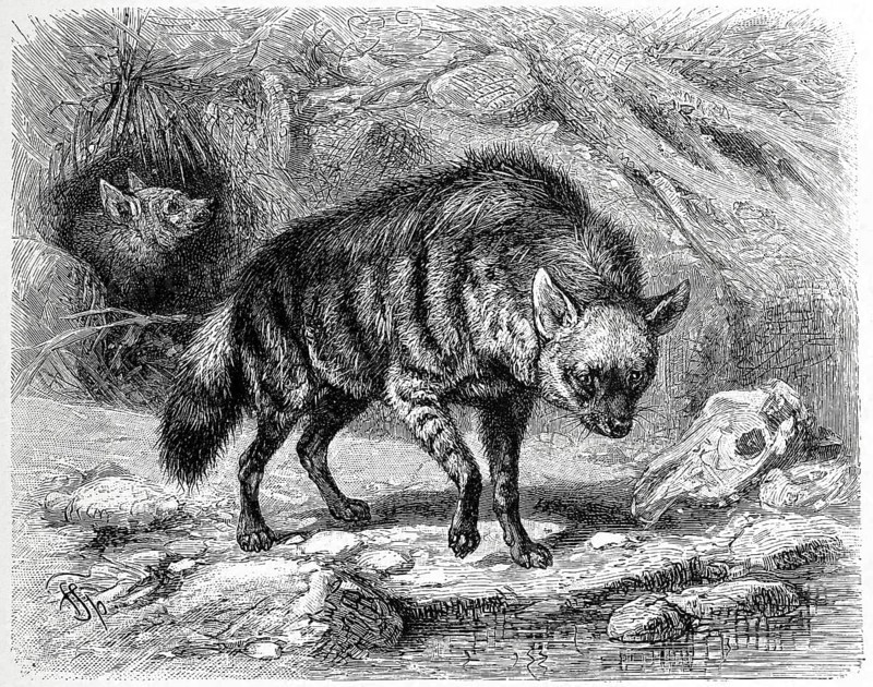 Civet hyena