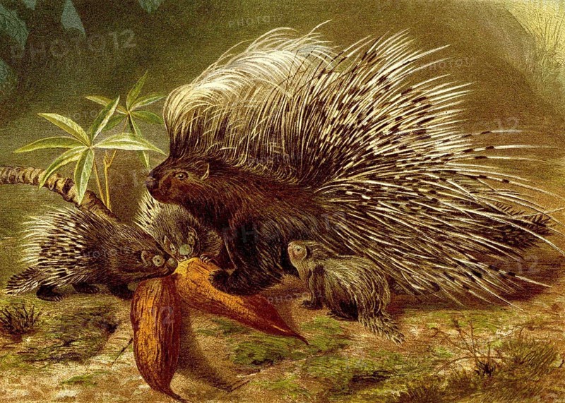 Crested porcupine