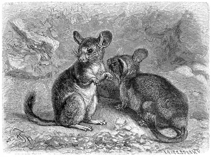 Woolly Mouse