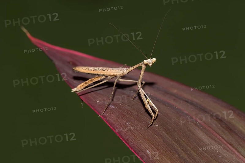 Asian jumping mantis