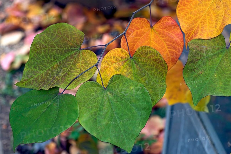 Autumn leaves from the Canadian eastern redbud