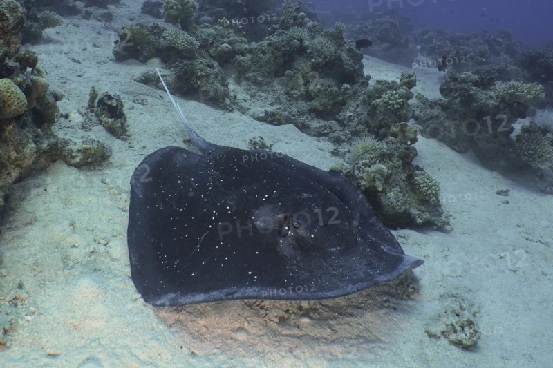 Blackspotted stingray