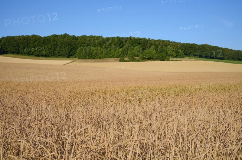 Spelt field in summer