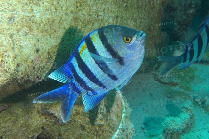 Indo-Pacific sergeant